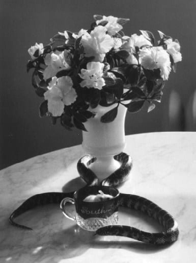 Andre Kertesz, Still Life with Snake, January 12, 1960