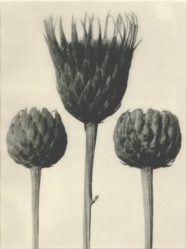 Karl Blossfeldt, Plate 83: Serratula nudicaulis, c. 1920s