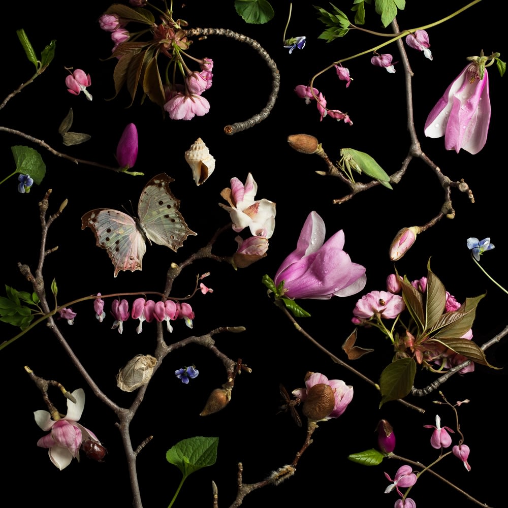 Paulette Tavormina, Botanical III, Bleeding Hearts and Magnolias, 2013