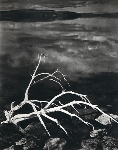 Ansel Adams, White Branches, Mono Lake, California, 1950