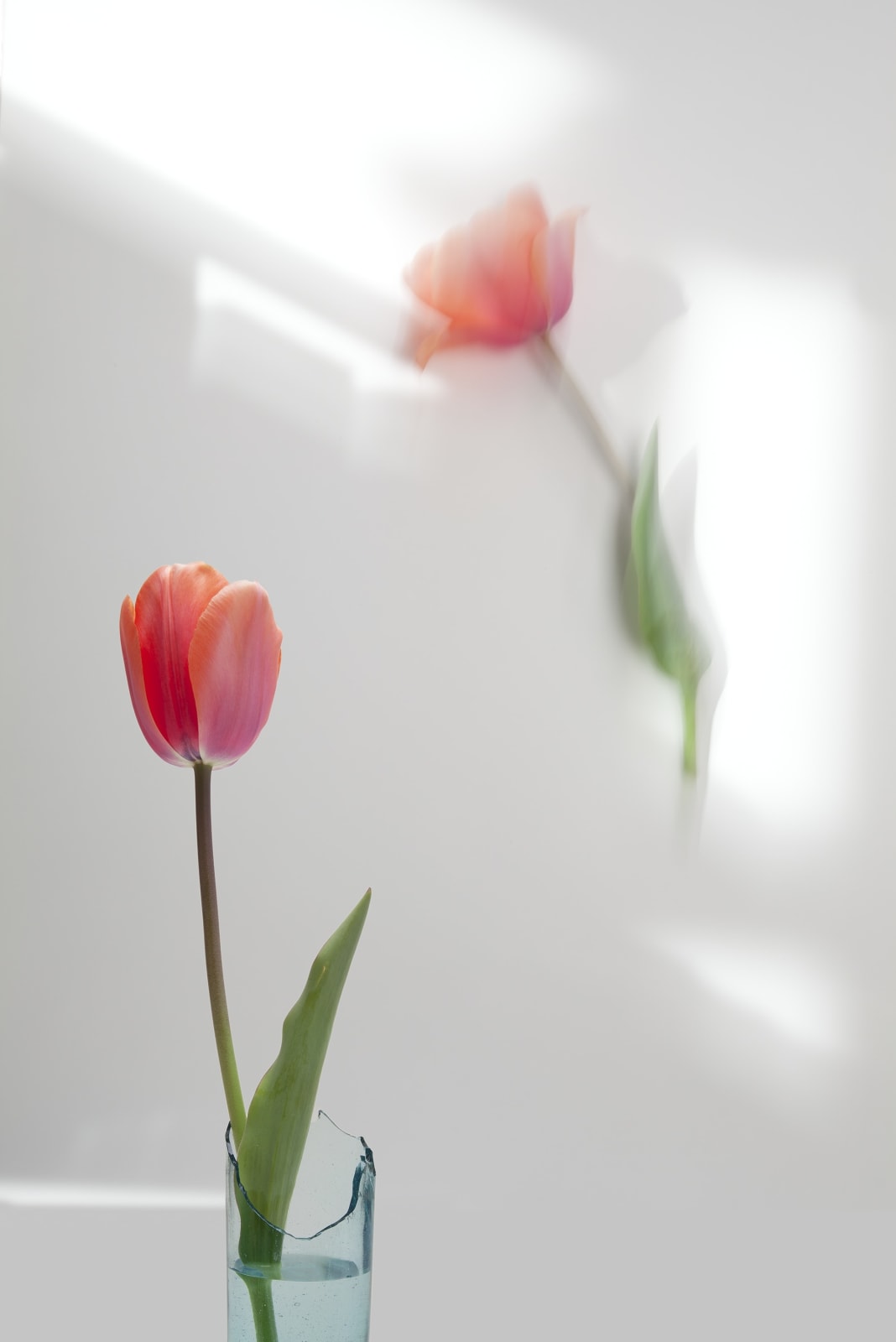 Olivia Parker, Two Tulips, 2012