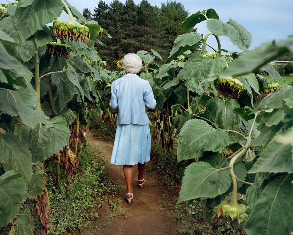Sheron Rupp, Trudy in Annie's Sunflower Maze, Amherst, Massachusetts, 2000