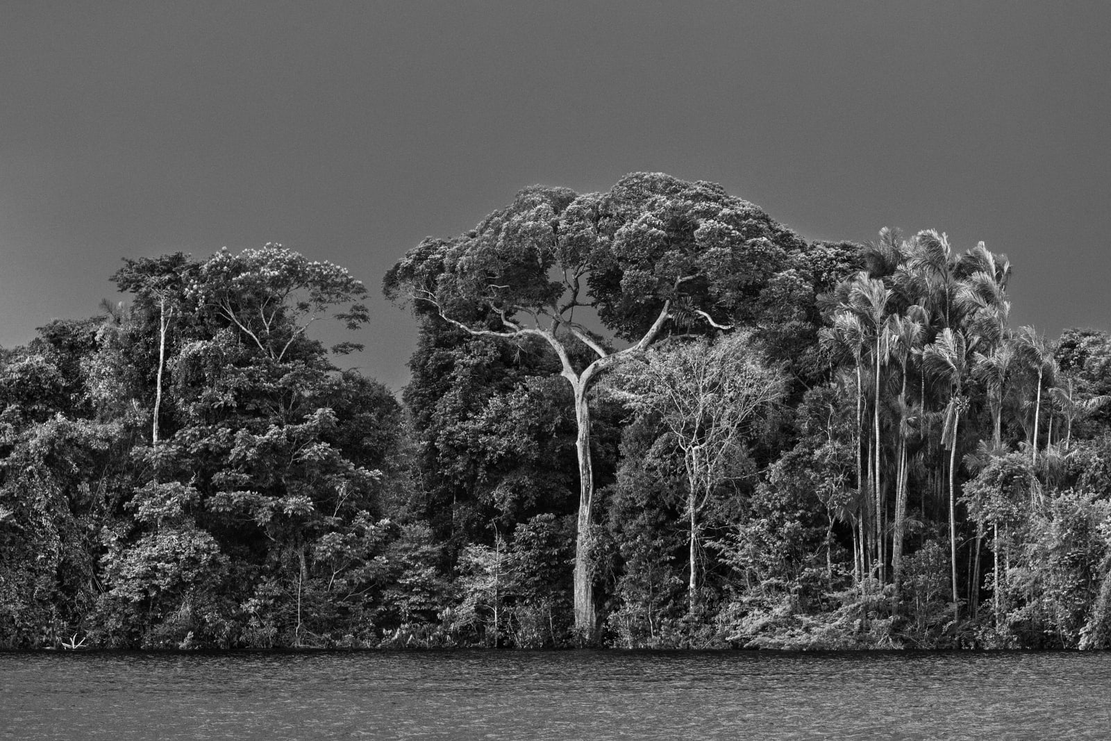 Sebastião Salgado, Anavilhanas archipelago, Anavilhanas National Park, Lower Rio Negro. State of Amazonas, Brazil, 2019