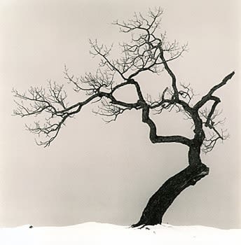 Michael Kenna, Kussharo Lake Tree, Study 1, Kotan, Hokkaido, Japan, 2002