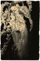 Masao Yamamoto, A Box of Ku #1150
