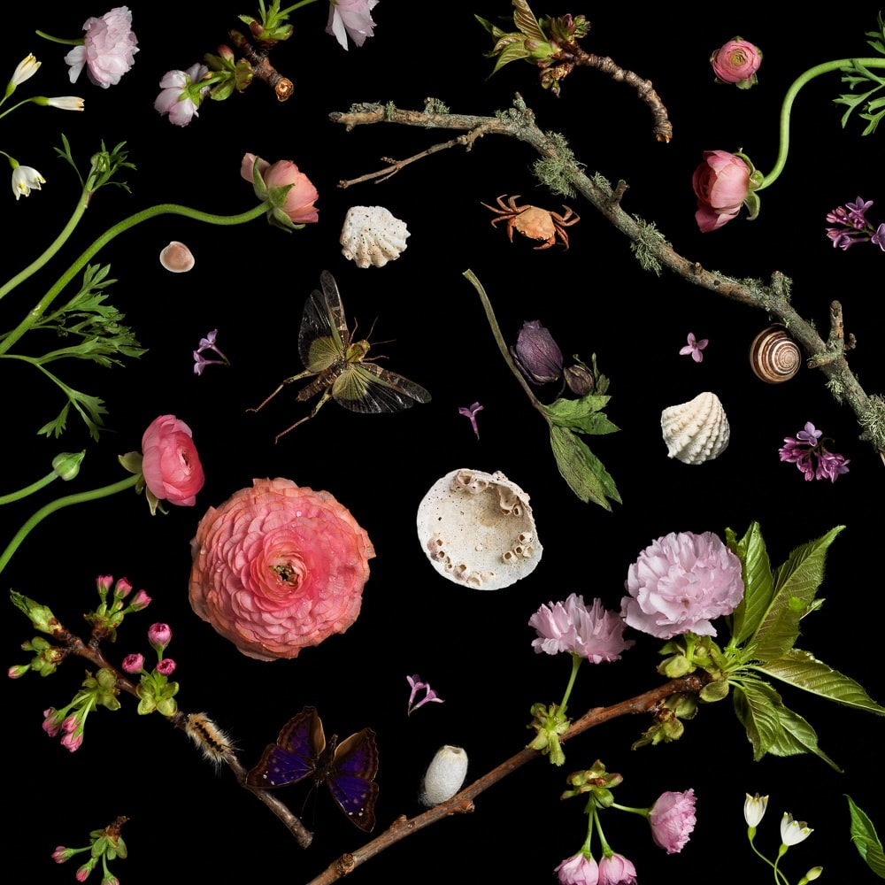 Paulette Tavormina, Botanical I, Cherry Blossoms, 2013