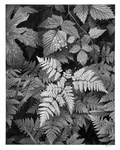 Ansel Adams, Leaves, Mt. Ranier National Park, Washington, 1945