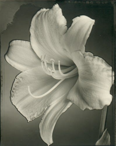 Tom Baril, Day Lily (696), 2000