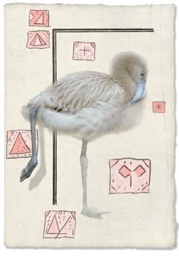 Olivia Parker, Adolescent Flamingo(9913), 1999