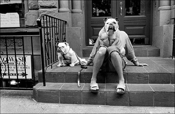 Elliott Erwitt, New York City (2 bulldogs), 2000