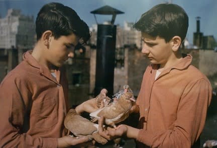 Helen Levitt, Untitled, New York (twin boys with pigeons), 1963
