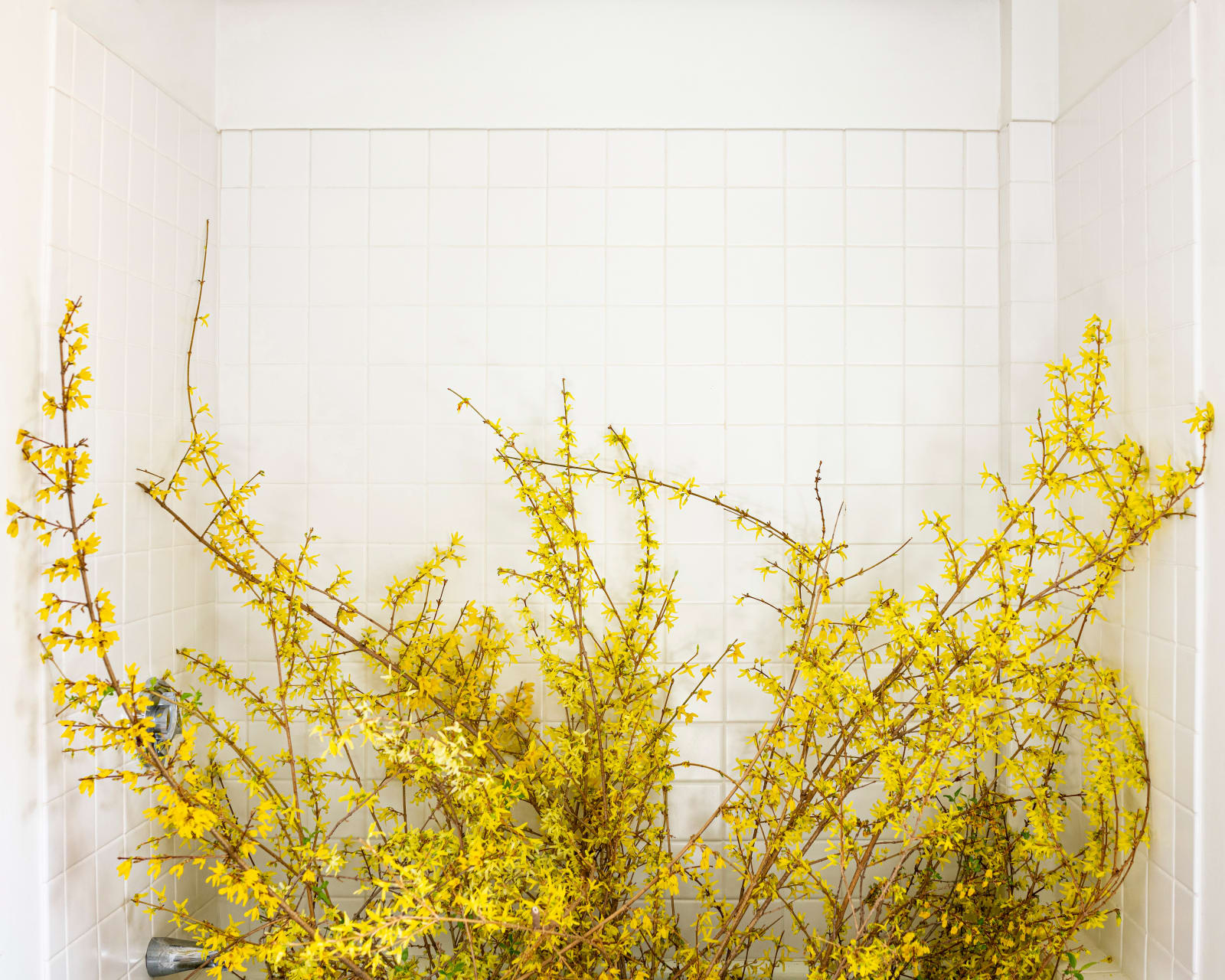 Cig Harvey, Forsythea (Force Blooming in the Bathtub), 2020