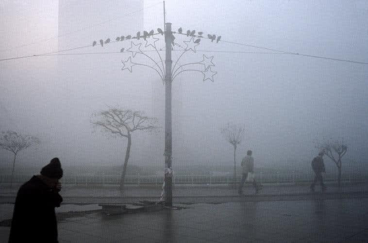 Alex Webb, Istanbul (Pigeons on pole in fog), 2003
