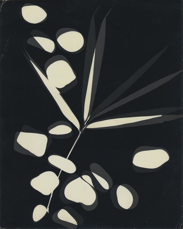 György Kepes, Untitled photogram, 1951