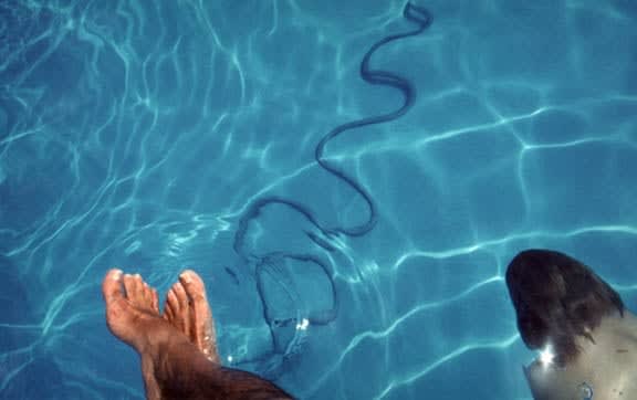Franco Fontana, Swimming Pool, 1982