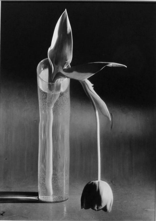 Andre Kertesz, Melancholic Tulip, 1939