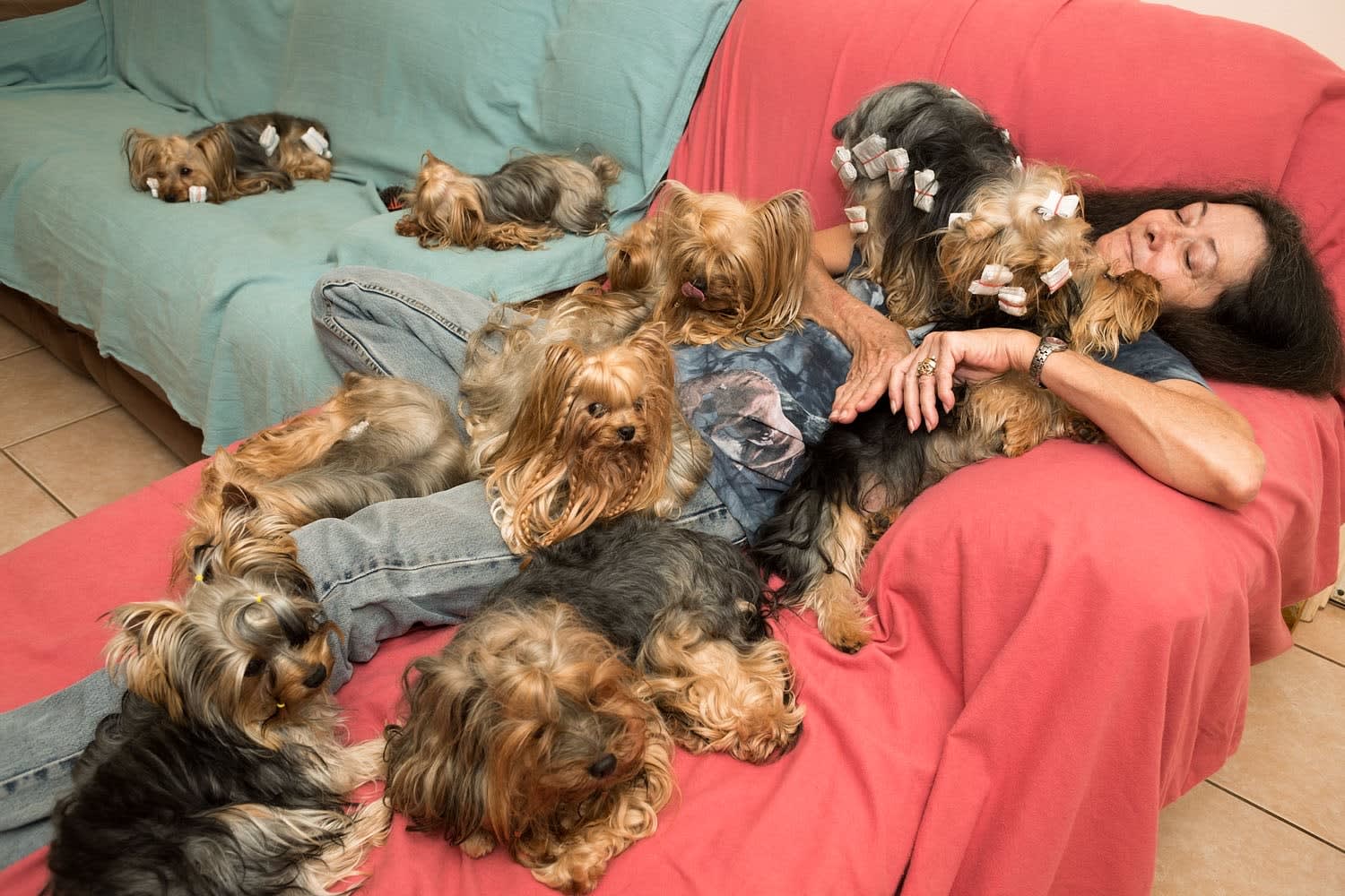Sage Sohier, Nancy with Show Yorkies, Loxahatchee, Florida (from the series Peaceable Kingdom), 2013