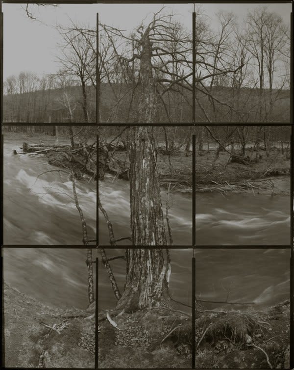 Koichiro Kurita, A Tree at the River, Catskill, NY, 2006