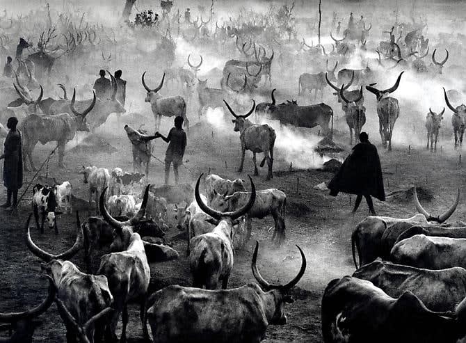 Sebastião Salgado, Dinka cattle camp of Amak at the end of the day when the herd is back in the...