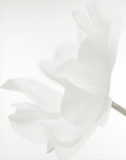 Yumiko Izu, Secret Garden (Blanc) 63