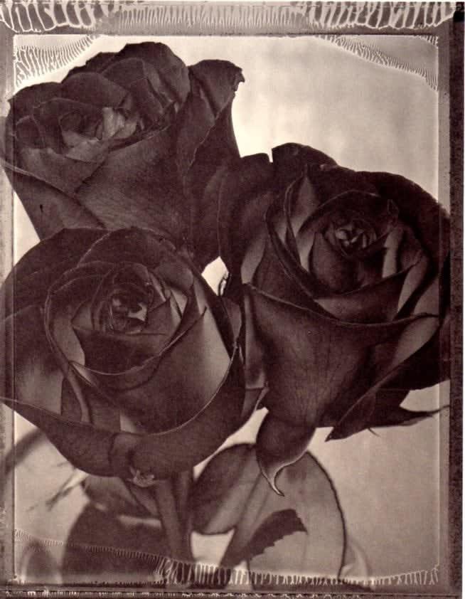 Tom Baril, Case bound signed book with original silver print print (Roses 474 Book), 1997