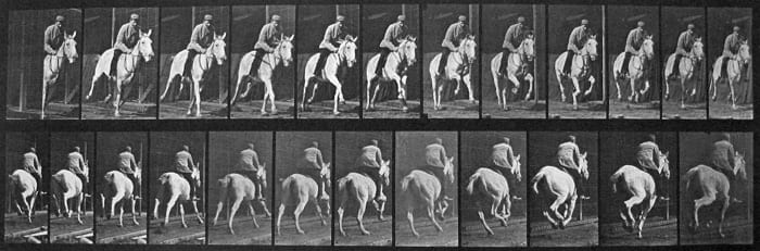 Eadweard Muybridge, Plate 635 Equestrian