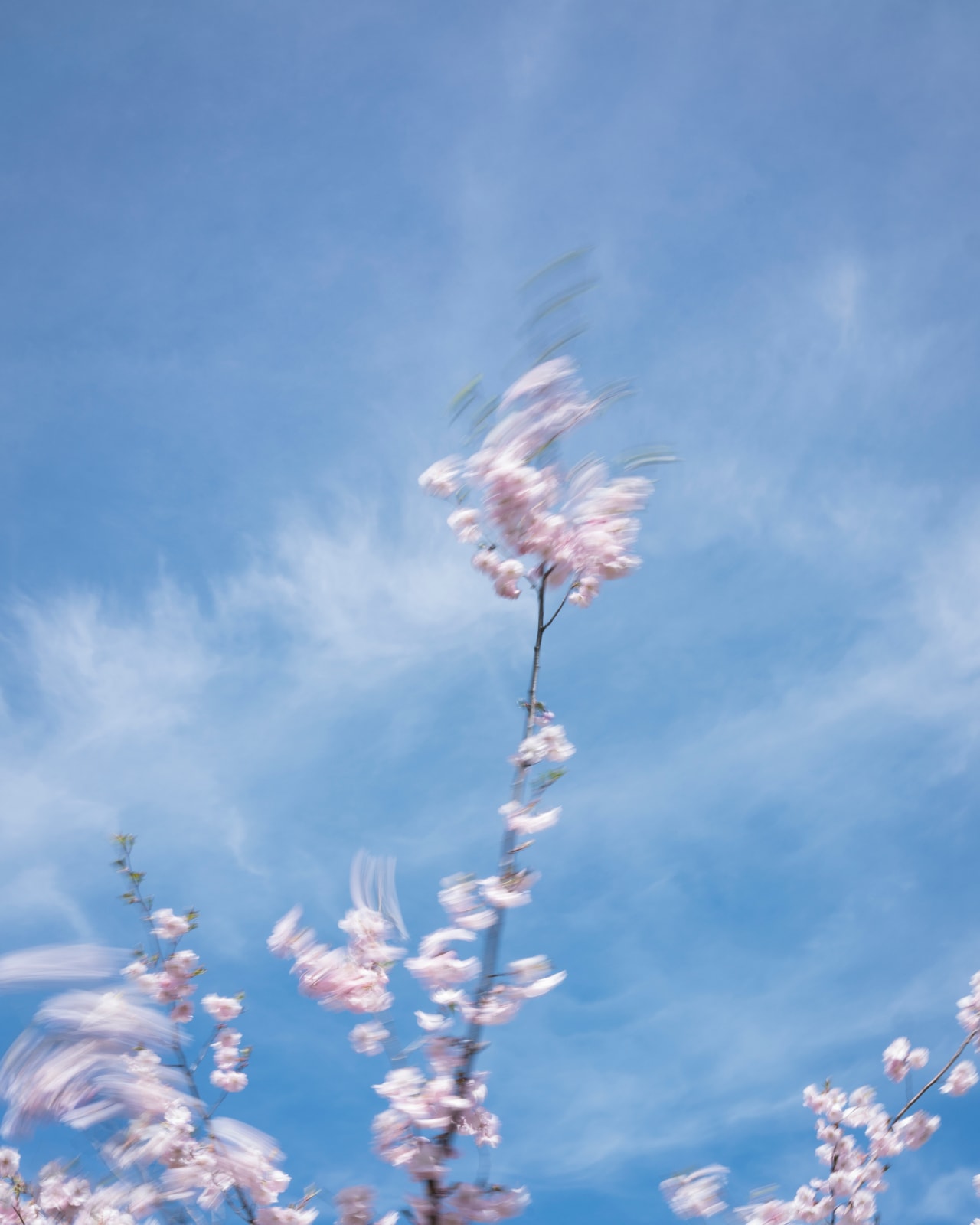 Cig Harvey, Cherry Blossom, 2019