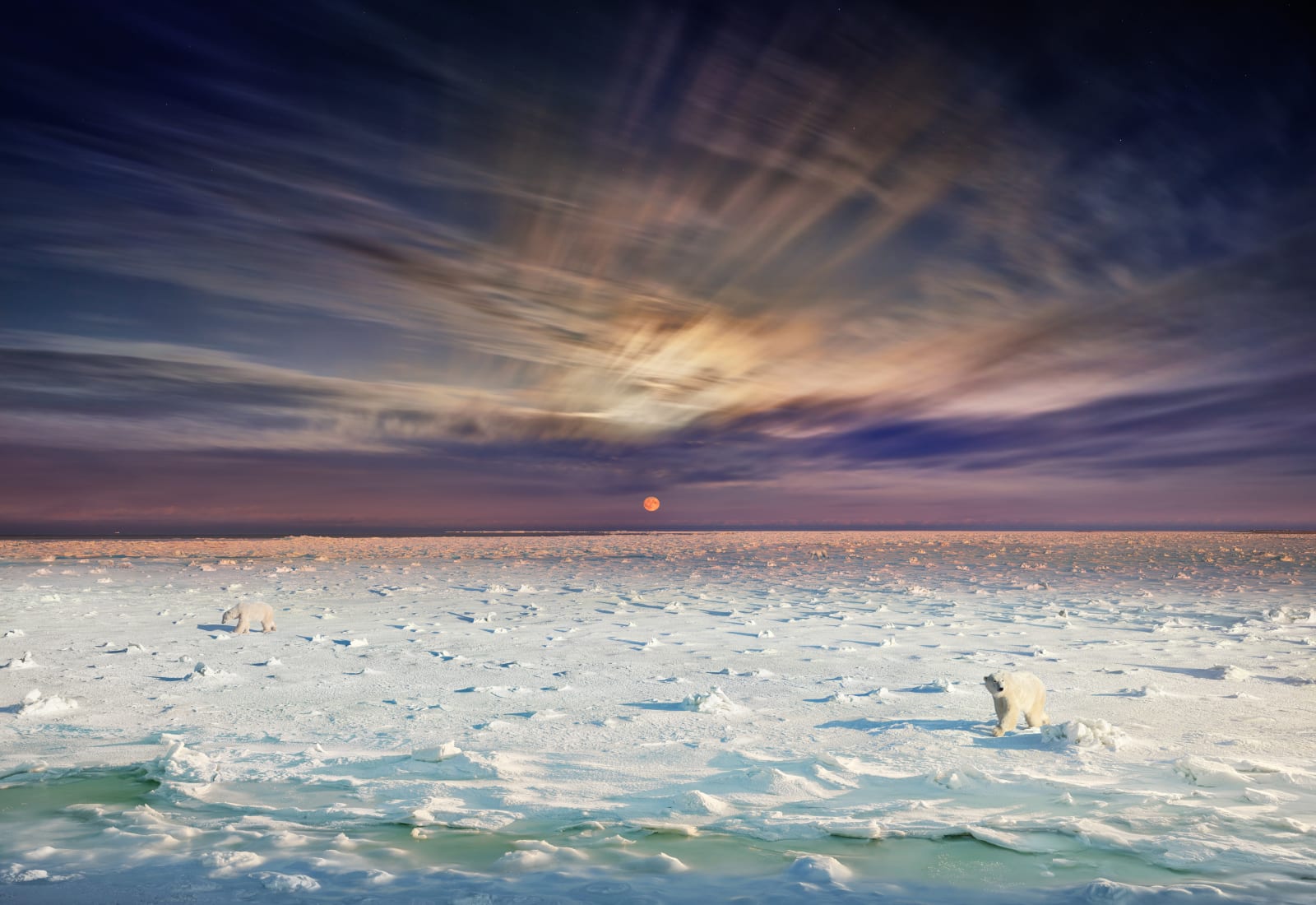 Stephen Wilkes, Polar Bears, Churchill, Manitoba, Canada, Day to Night™, 2019