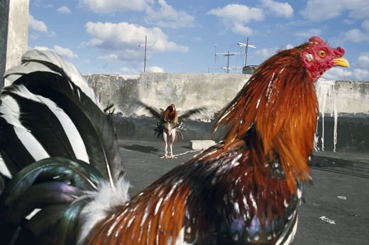Rebecca Norris Webb, Havana, Cuba, 2008