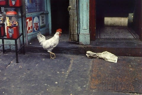 Helen Levitt, Untitled, New York (single rooster), 1971/1990