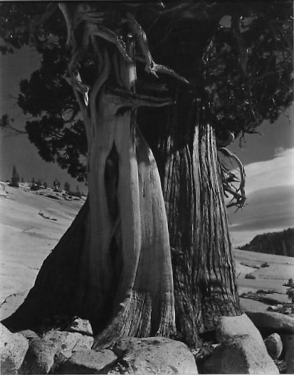Edward Weston, Tree