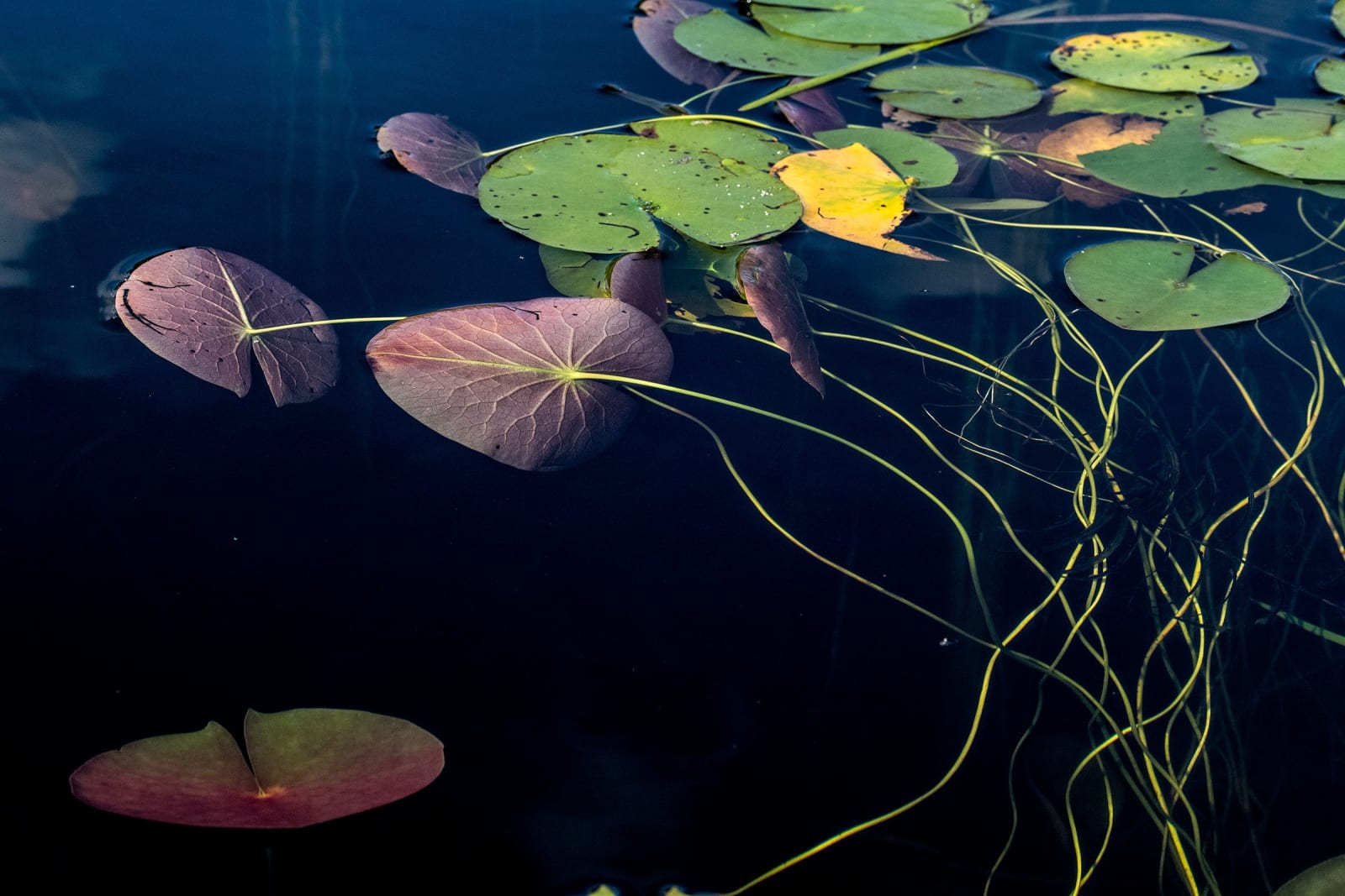 Sage Sohier, Nymphaea 10 (from the series Immersed & Submerged), 2018