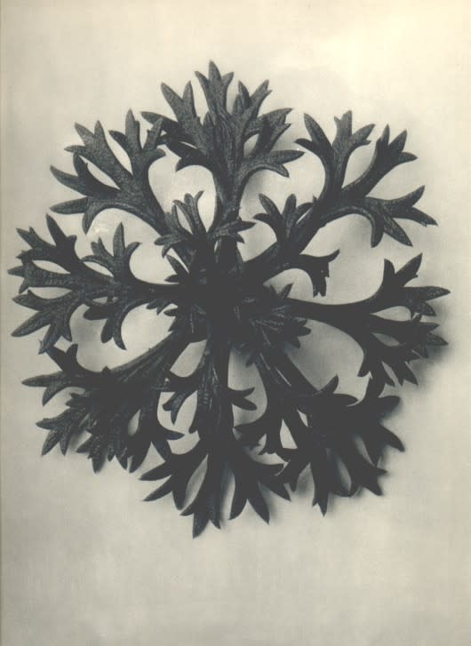 Karl Blossfeldt, Plate 47: Saxifraga willkommniana, c. 1920s