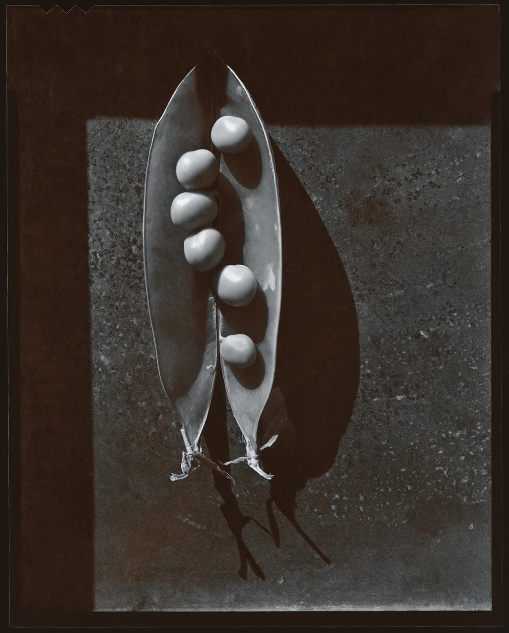 Olivia Parker, Pea Pod #14 from the series Signs of Life, 1976