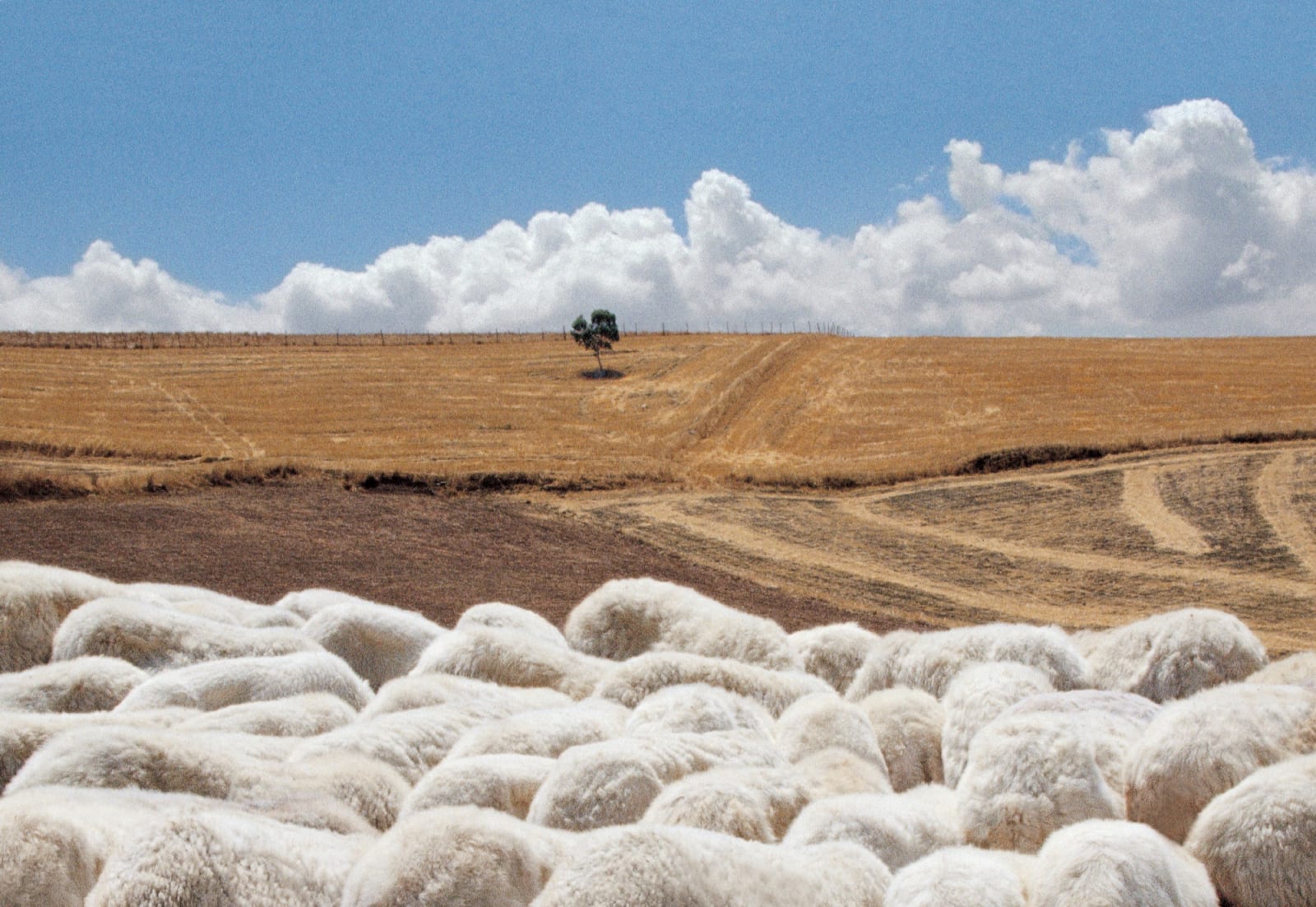 Franco Fontana, Sicilia, 1992