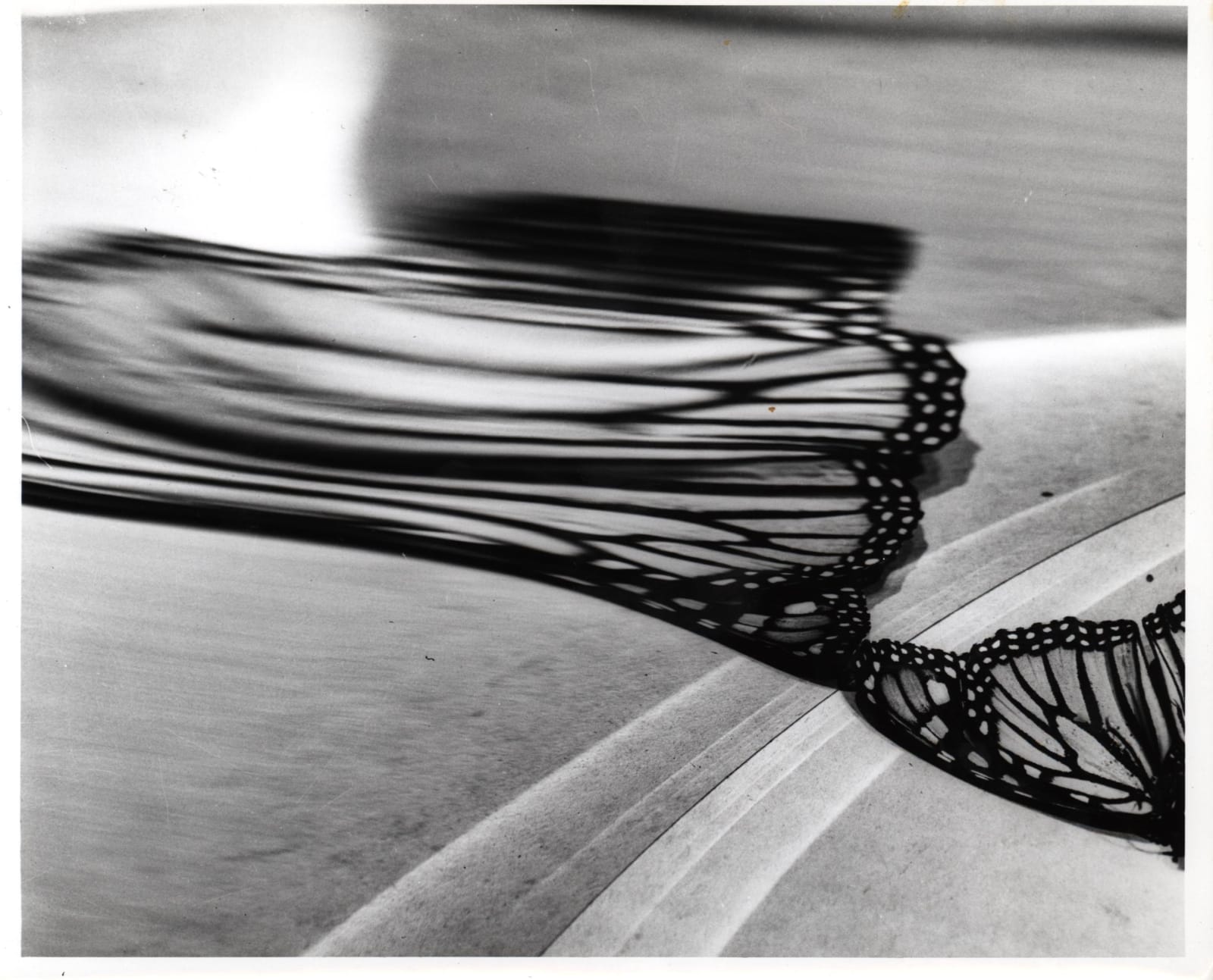 György Kepes, Untitled (Butterfly Wing)