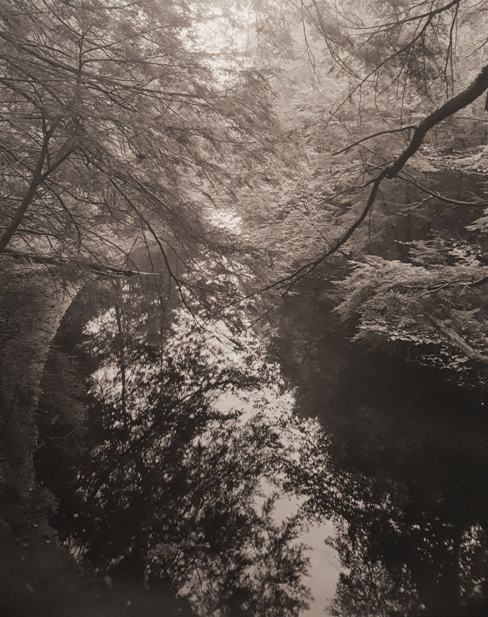 John Yang, Mianus River Gorge, Bedford, New York Untitled (62-12), 1979