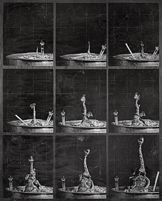 Gregory Vershbow, The Alchemist's Tree, Nine Weeks of Growth (from the series, The Alchemist's Tree), 2010