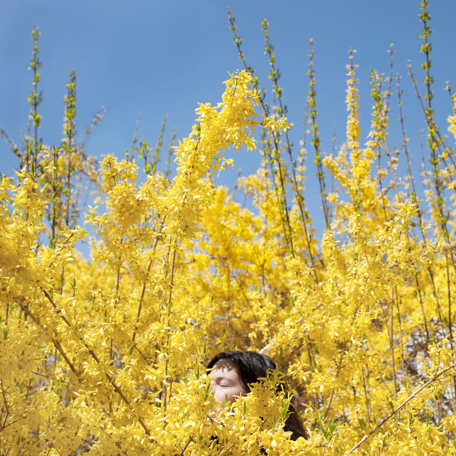 Cig Harvey, Claire in the Forsythia, Rockport, Maine, 2010