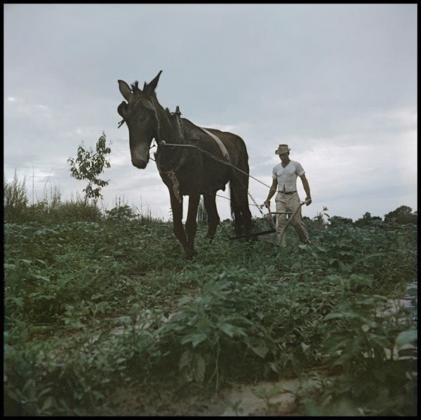 Gordon Parks, Willie Causey, Mobile, Alabama (37.051) ((Mule Plowing ), 1956