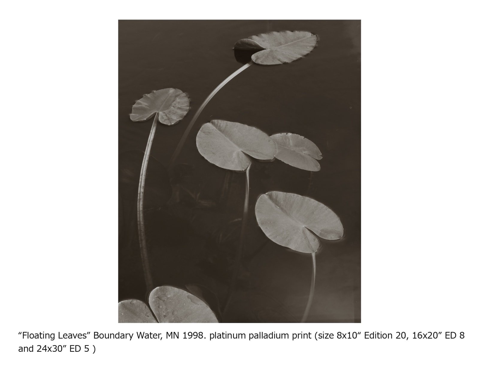 Koichiro Kurita, Floating Leaves, Boundary Water Canoe Area, Minnesota, 1999