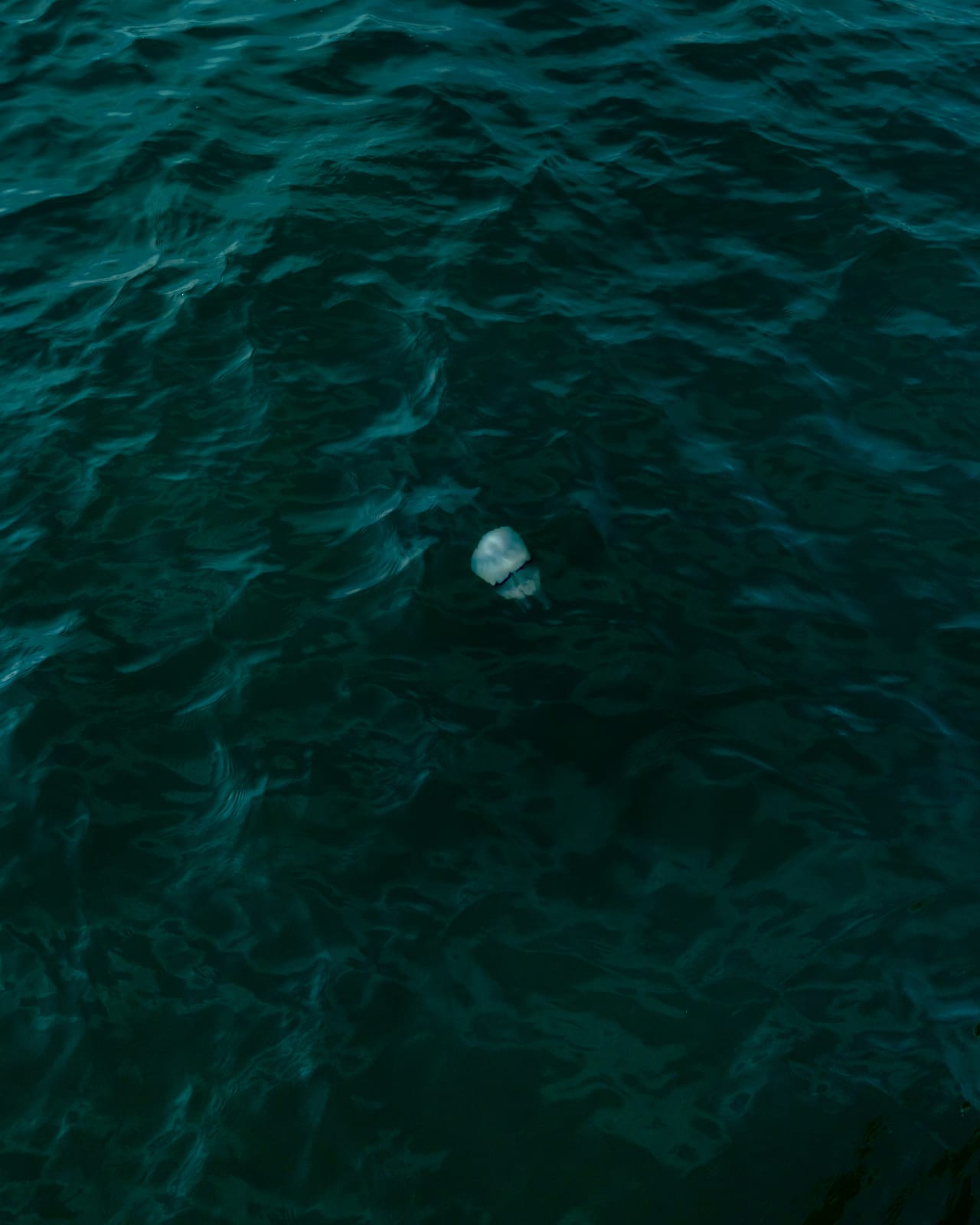 Cig Harvey, Jellyfish, 2018