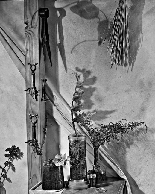 Gregory Vershbow, Paedomorphic Fern in the Laboratory (from the series, The Alchemist's Tree), 2010