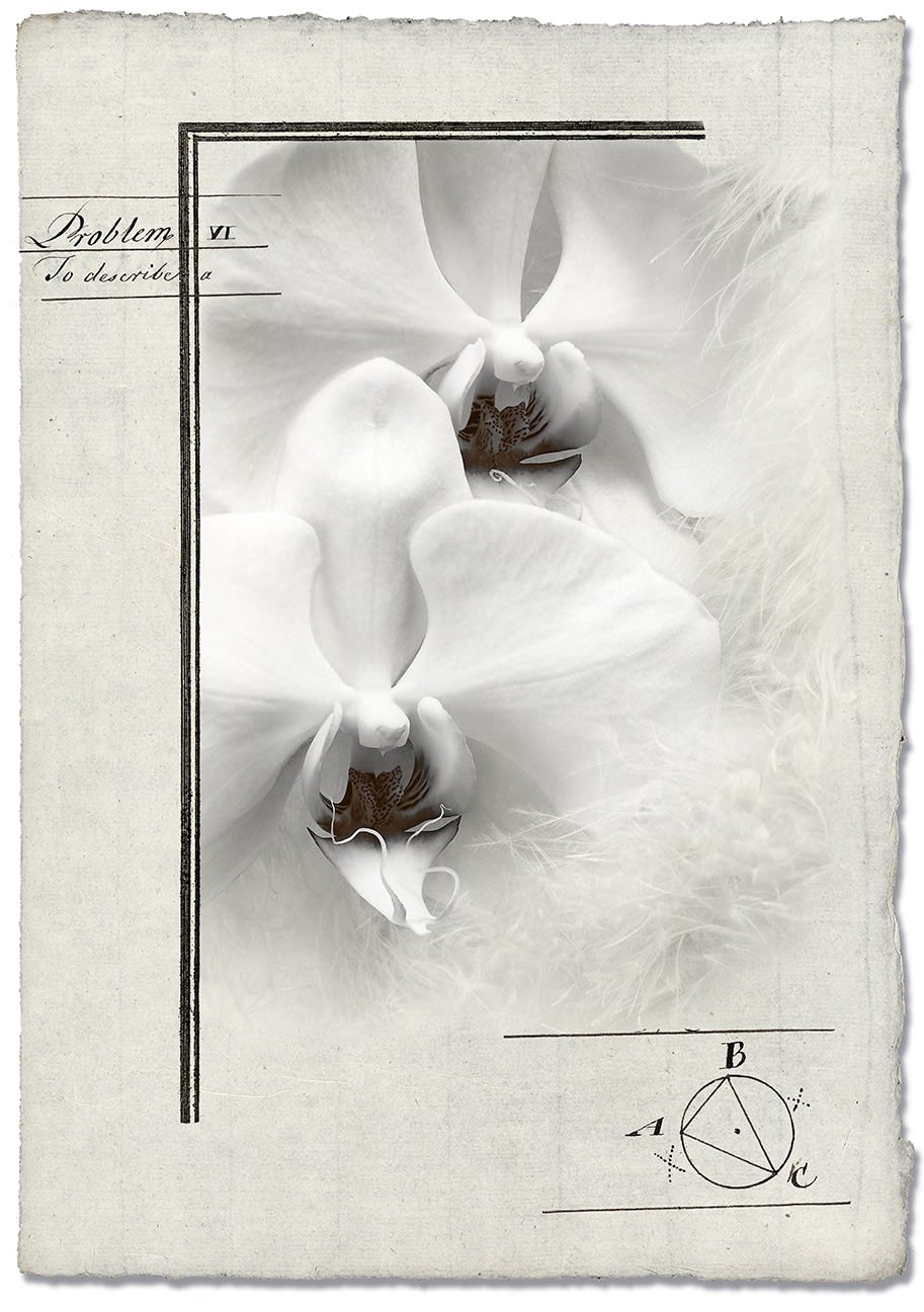 Olivia Parker, Orchids With Notes, 1998