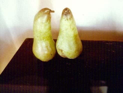 Olivia Parker, Large Pears, Tuscany (9220)