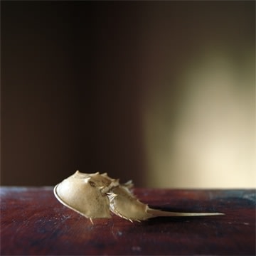 Wendy Burton, NATURAL HISTORIES: Limulus Polyphenus [Horseshoe Crab Molt], 2011