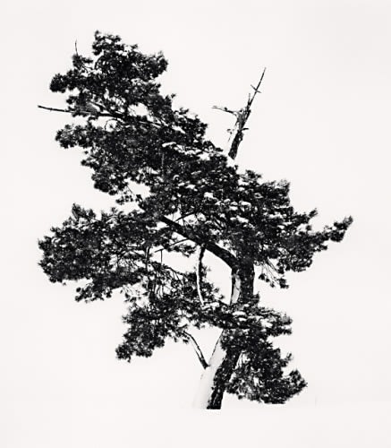 Michael Kenna, Stately Tree in Snowstorm, Asahikawa, Hokkaido, Japan, 2011