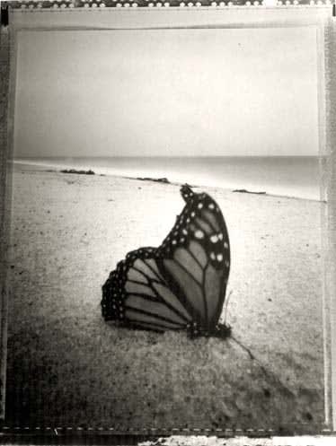 Tom Baril, Butterfly (375), 1993