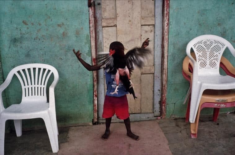 Alex Webb, Panama (Boy with rooster), 2004