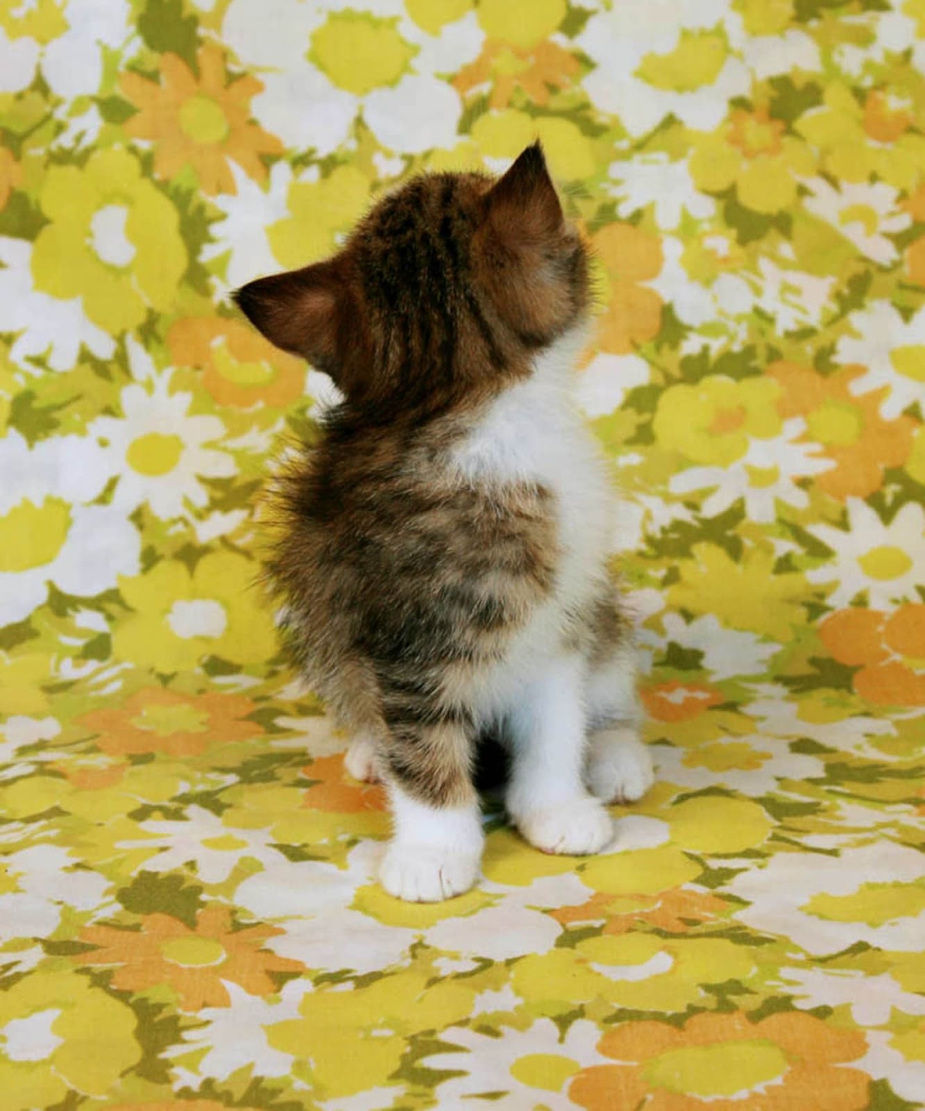 Arne Svenson, Strays 69, 2010